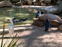 -费瑟代尔野生动物园