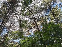 -帽儿山国家森林公园