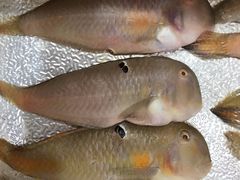 马头鱼-廣味潮鲜·一品潮滋味(五道口店)