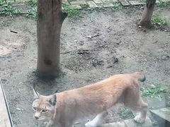 -青藏高原野生动物园