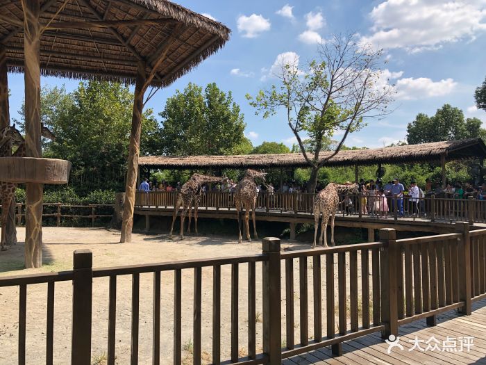 上海野生動物園圖片 - 第9張