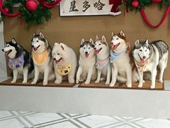 -星多哈·狗咖·拼豆·咖啡
