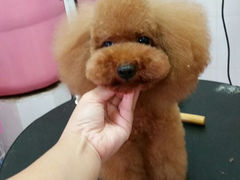 android_upload_pic-唐小姐の猫狗洗护·购宠旗舰店(周浦万达店)