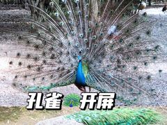 -深圳野生动物园