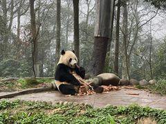 门面-中国大熊猫保护研究中心雅安碧峰峡基地