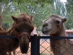 -长白岛森林公园