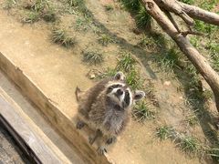 -石家庄市动物园