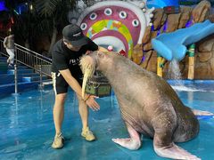 -烟台海昌鲸鲨海洋公园