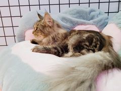 -十年猫舍·猫咪专门店(普陀店)