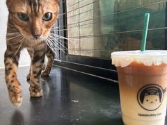 -楼上猫咖(罗湖店)