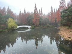-东平国家森林公园