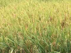 -贵阳市花溪国家城市湿地公园