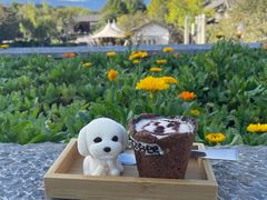 泰迪狗慕斯-时光吧·大堂吧·丽江和府洲际度假酒店