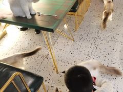 -喵喵咪呀布偶猫咖(春熙路店)