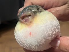 -肆月河豚·新淮扬(金融街店)