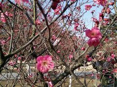 android_upload_pic-南通博物苑-崇川人民公园