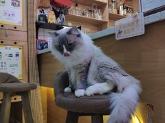 -滚猫咖啡·猫咖·猫友好撸猫(未来城店)