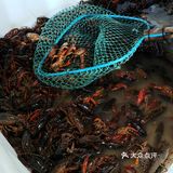 在摄山农贸市场吃到了26年的第一盆龙虾！🦞