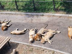 -大连森林动物园