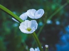 -味子夫鸡柳(三峡广场店)