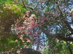 -深圳国际园林花卉博览园