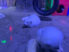 -芜湖新华联大白鲸海洋公园