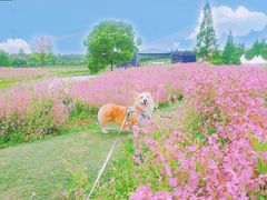 -花开海上生态园