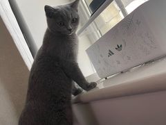 -萌兽医馆·犬猫专科·眼科中心·宠物医院(朝阳门分院)
