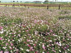 -田园东方蜜桃村的田野营地