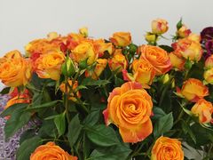 -Flower in(密渡桥店)