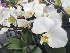 -南通洲际绿博园