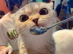 -猫色咖啡·猫咖