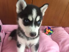 -佳百利宠物(荣乐中路115弄小区店)