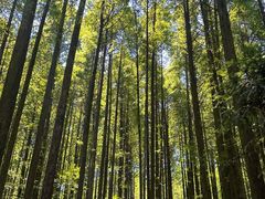 -武陵山森林公园