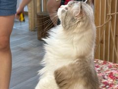 -柴迷FANS CLUB·柴犬狗咖·猫咖