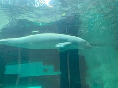 -悉尼海洋生物水族馆