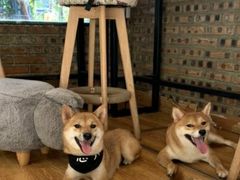 -柴犬高等学院·狗咖·柴犬售卖·宠物训练