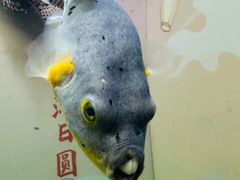 -烟台海昌鲸鲨海洋公园