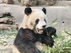 -都江堰中华大熊猫苑