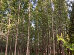 -洛阳市隋唐城遗址植物园