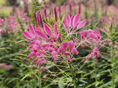 -花开海上生态园