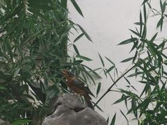 -拙政园