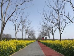 -上海长兴岛郊野公园