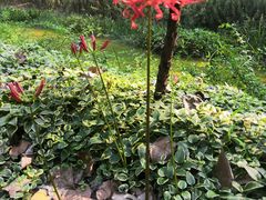 -合肥滨湖国家森林公园