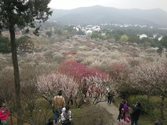 -香雪海