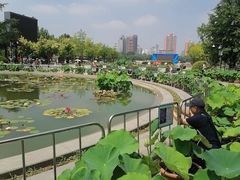 -莲花池公园