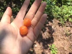 -樱桃山旅游景区