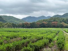 -中国茶叶博物馆(双峰馆区)