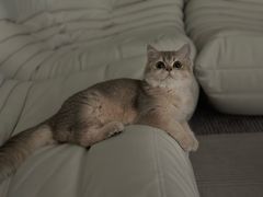 -猫大福·Fortune Cat猫舍(百子湾店)