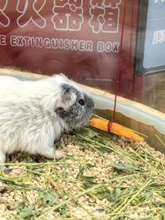 -卡通尼·Safari非洲探索乐园·生日会(金桥国际商业广场店)